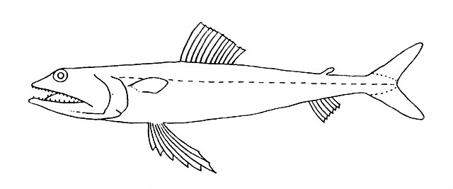 Representative of the family Synodontidae (Gosline & Brock, 1960, fig. 32)
